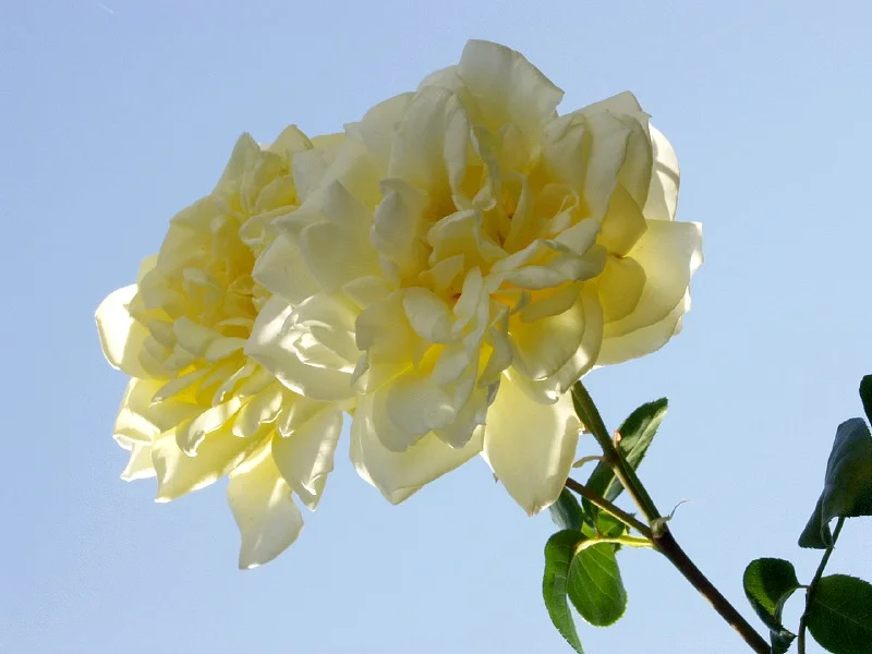 Ecrire quelques mots pour l\'Asie du Sud-Est