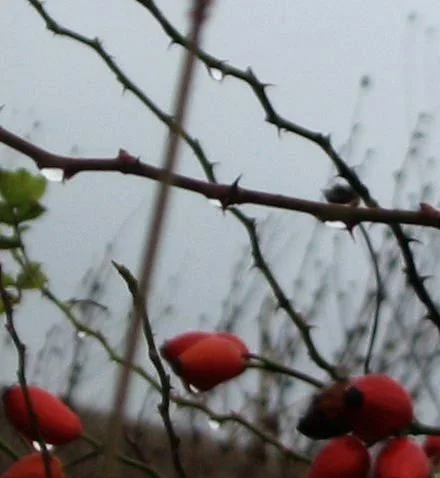 reintruparea ingerului