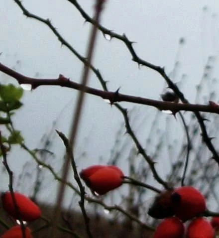 suferinta tu, dureros de dulce