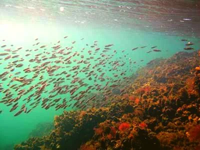 AGIGEA, Festival, August 2005, penultimul anunț