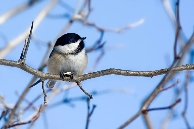 Distiques aphoristiques