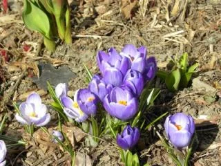 Haïkus pour Florence