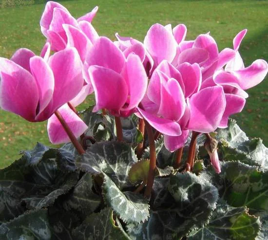 Hymen et cyclamen