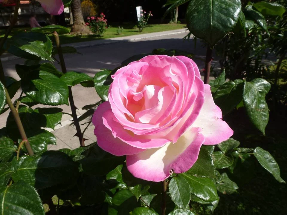 La chanson de la Mal-Aimée