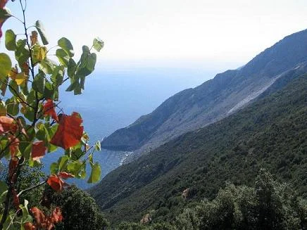 Contradicție și libertate