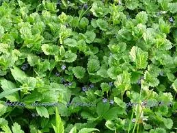 Sans tambour ni trompette