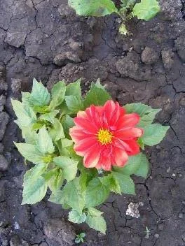 Despre cunoașterea experimentală a binelui și a răului