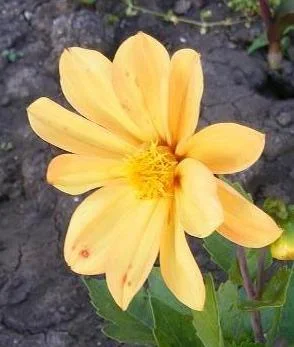 Fenomenologie și iconicitate 