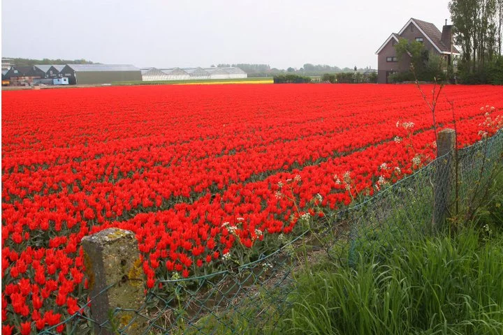 Les tulipes