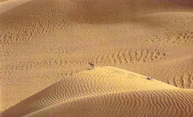 Les chants du désert