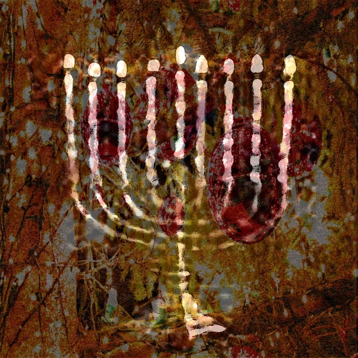 Les lumières du buisson de Hanoucca