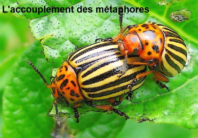 Les métaphores sont-elles comme les doryphores ?