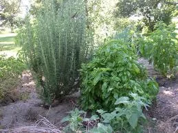 For the sake of Love