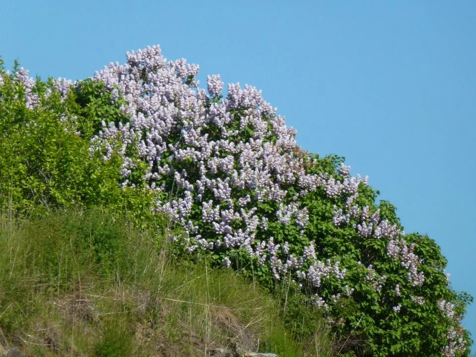 Des lilas sur la colline