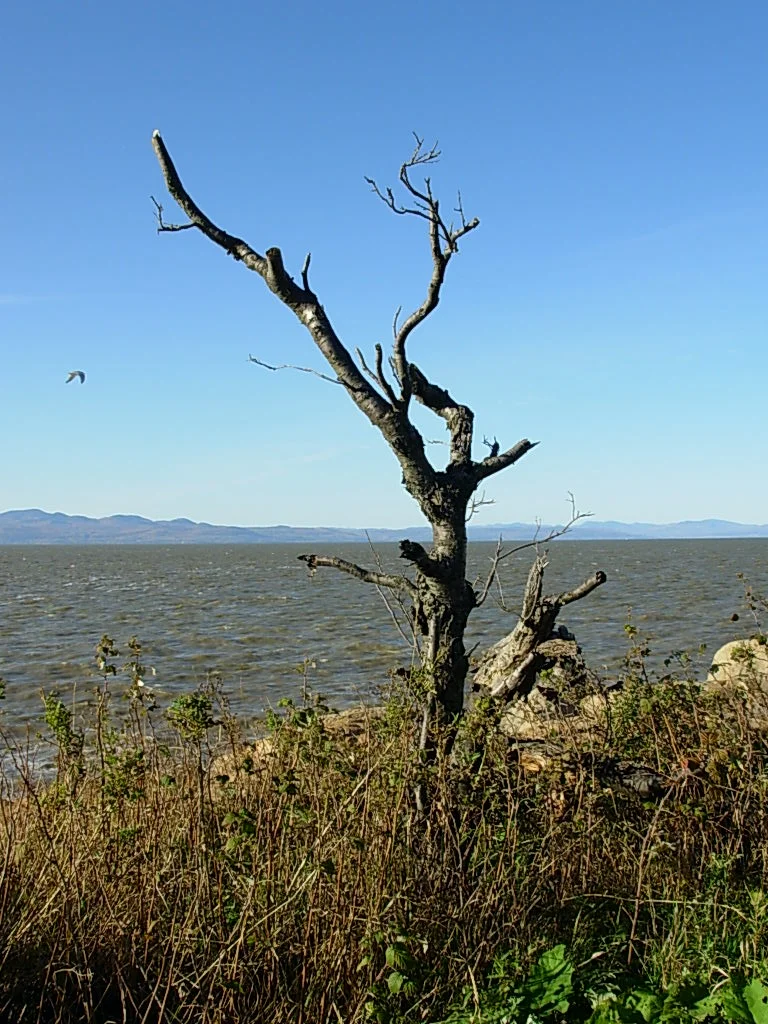 Le vieil arbre au bord du fleuve