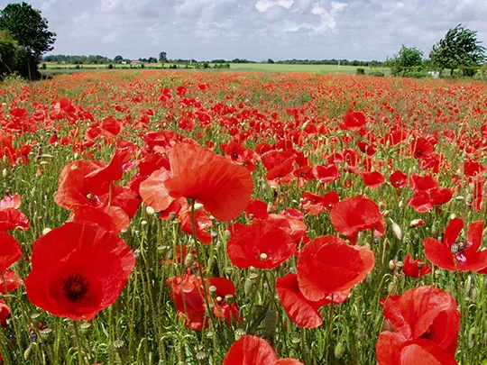 Les coquelicots