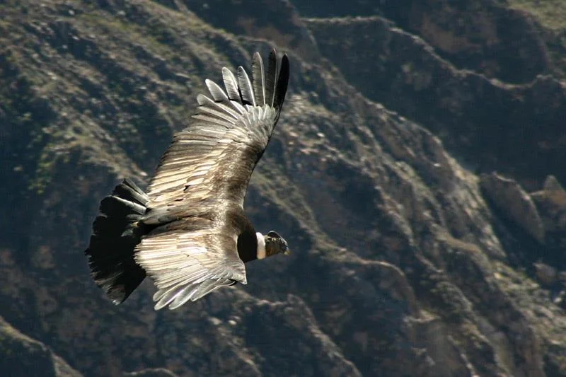 Sur les ailes du Grand Condor