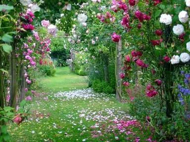 L’hirondelle et l'enfant