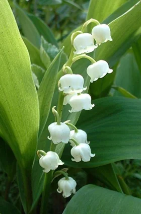 Cette tige de muguet