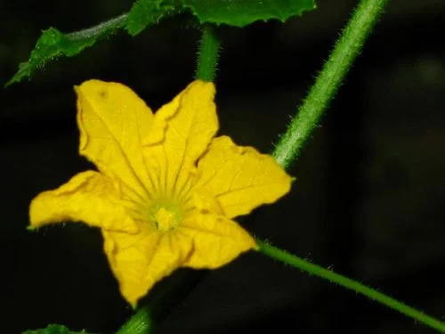 Transferul senzatiilor dintr-un simt în altul