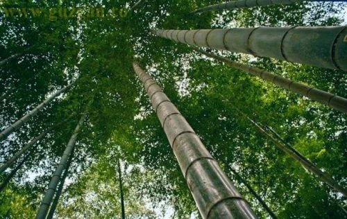 Editia a III-a a Concursului de Haiku Ascutind creionul verde