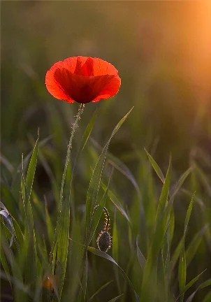 O poezie de atitudine (I)