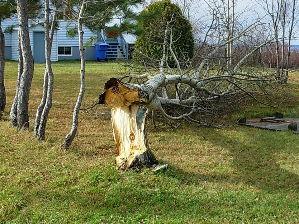 Le Poète et le Vieil Arbre