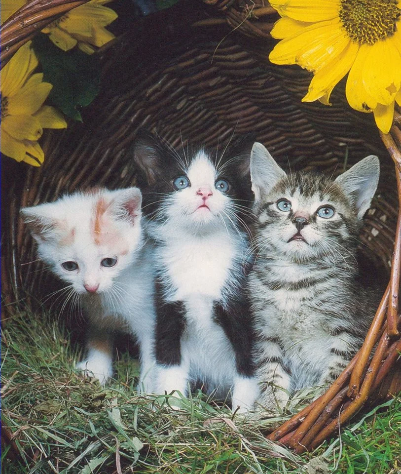 Trois chatons