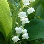 Muguet