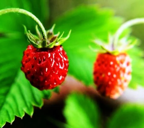 O poezie de atitudine (III) 