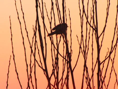 Elemente de recuzita ale haiku-ului (3)