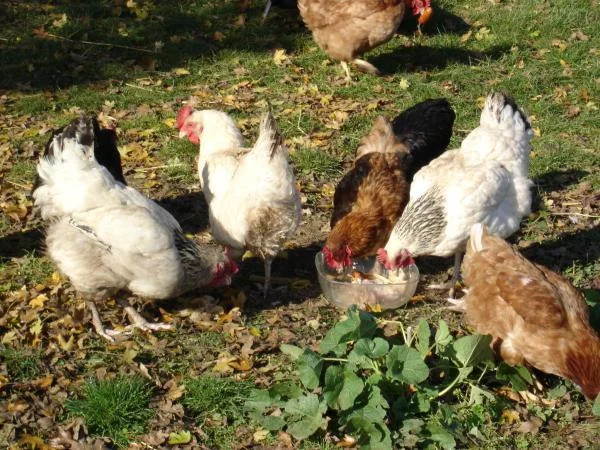 Des poules et des humains