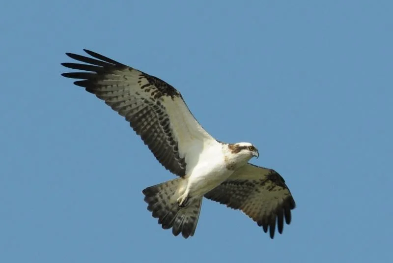 La mort du petit mousse