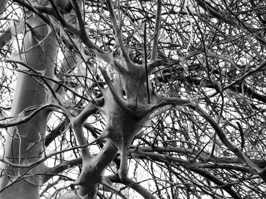 Beständige Unbeständigkeit – Zum 12. Geburtstag von deutsch.agonia.net