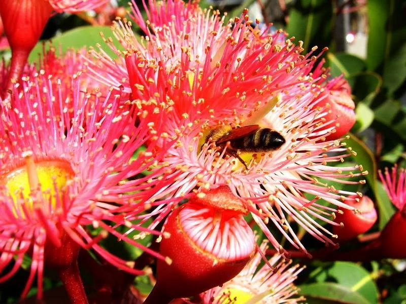 L’abeille et l’ivresse