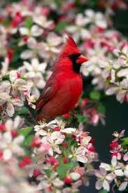 Le cardinal rouge