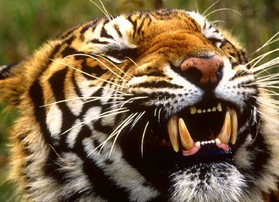 Le tigre et le vautour