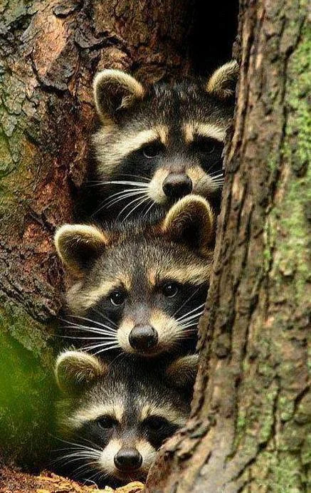 Trois ratons laveurs