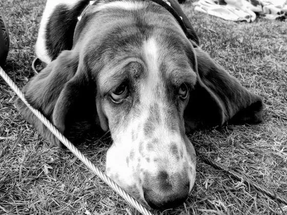 Quelle vie de chien !