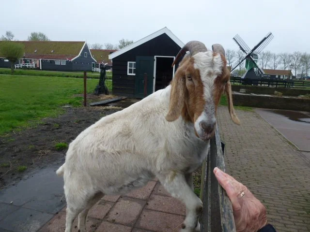 Le poète et le bélier