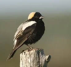 Le goglu des prés est de retour 
