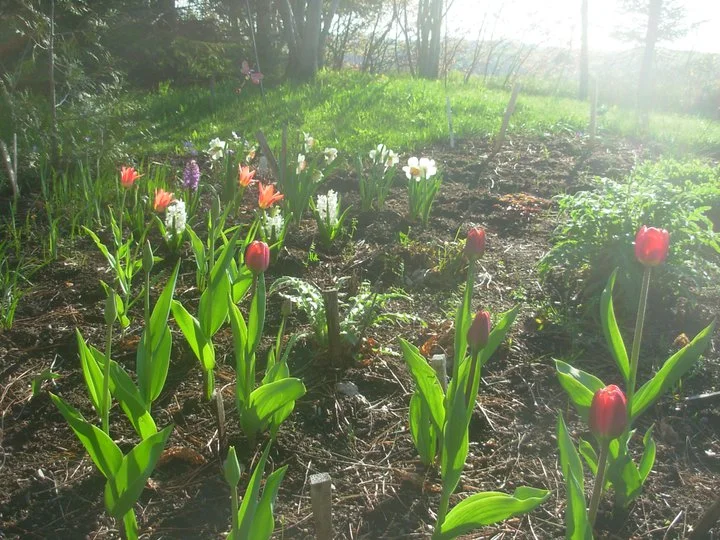 Un petit jardin au bout du monde
