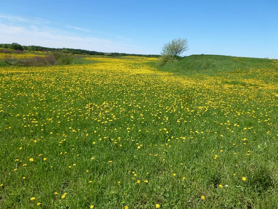Balade dans les champs