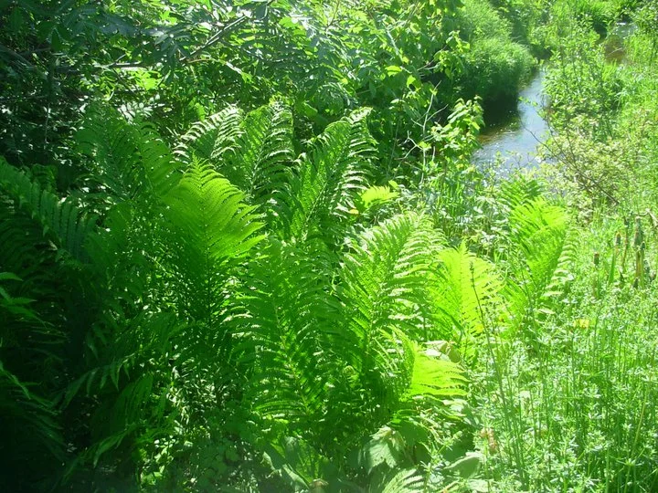 Le ruisseau de mon enfance