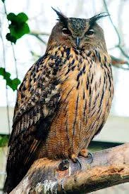 Hibou grand-duc