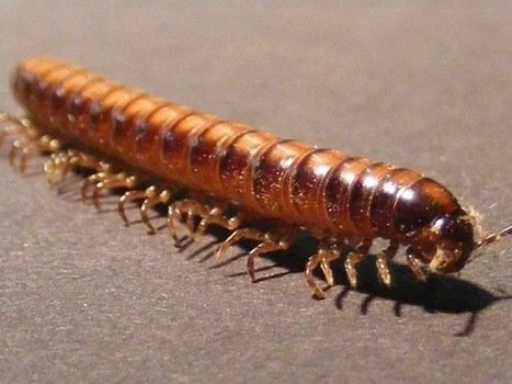 Le mille-pattes et la sauterelle