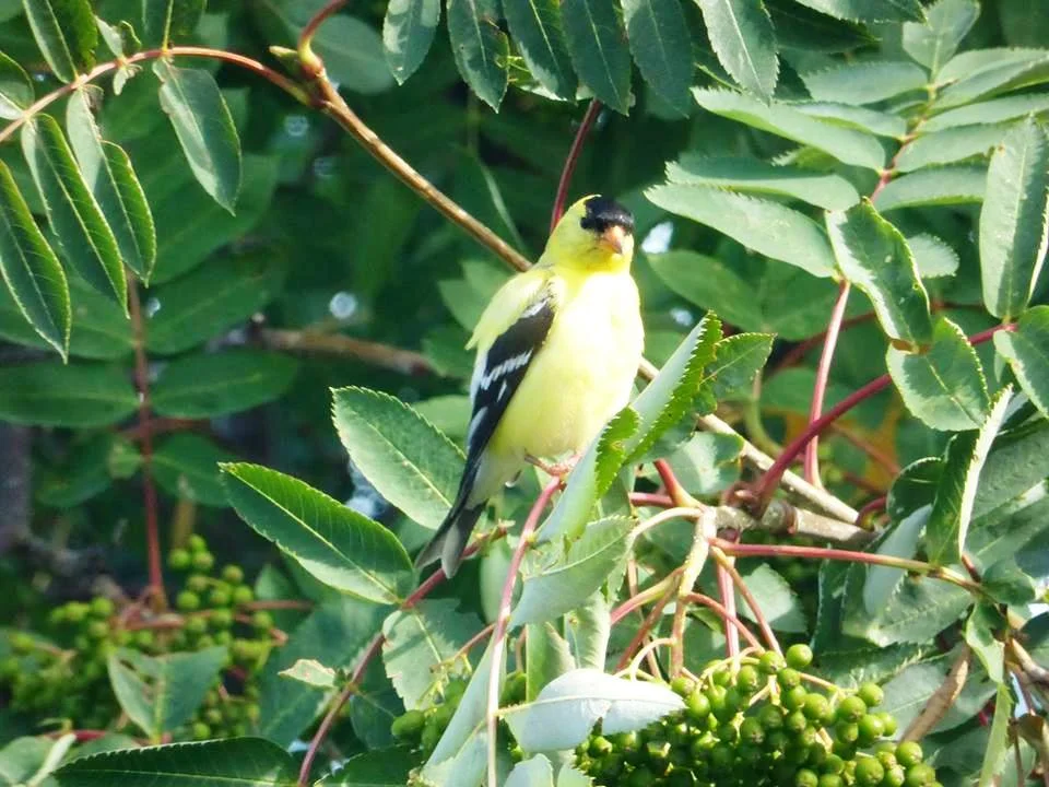 Le chardonneret jaune