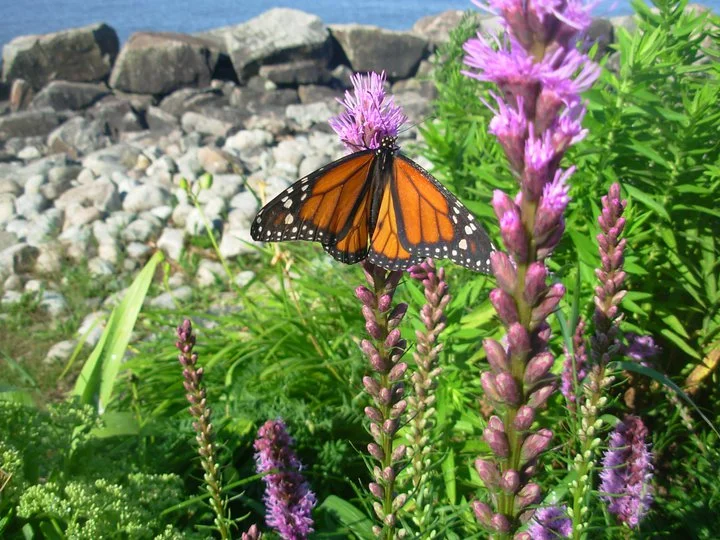 Sur les rives du lac Nipissing