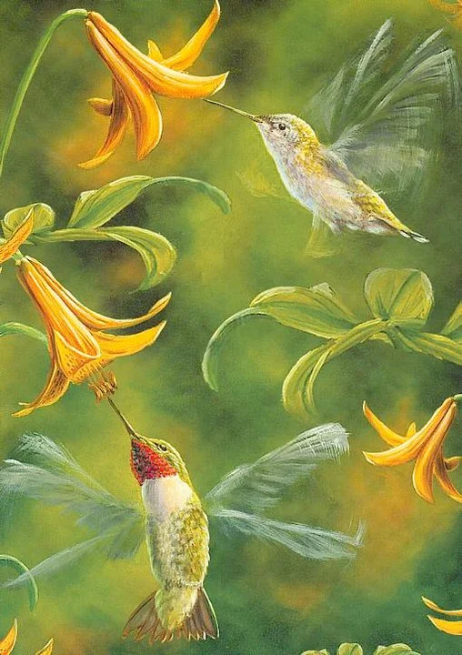 Le colibri à gorge rubis