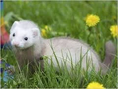 Le furet et la chenille